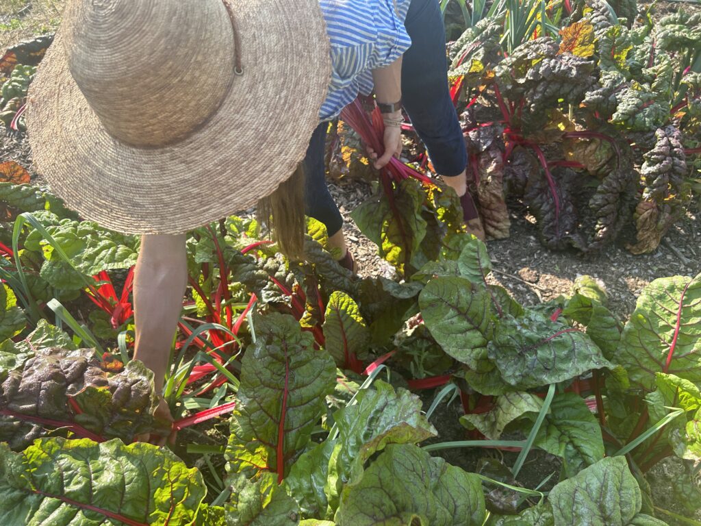A gardener bends down to harvest Swiss chard leaves in a garden.