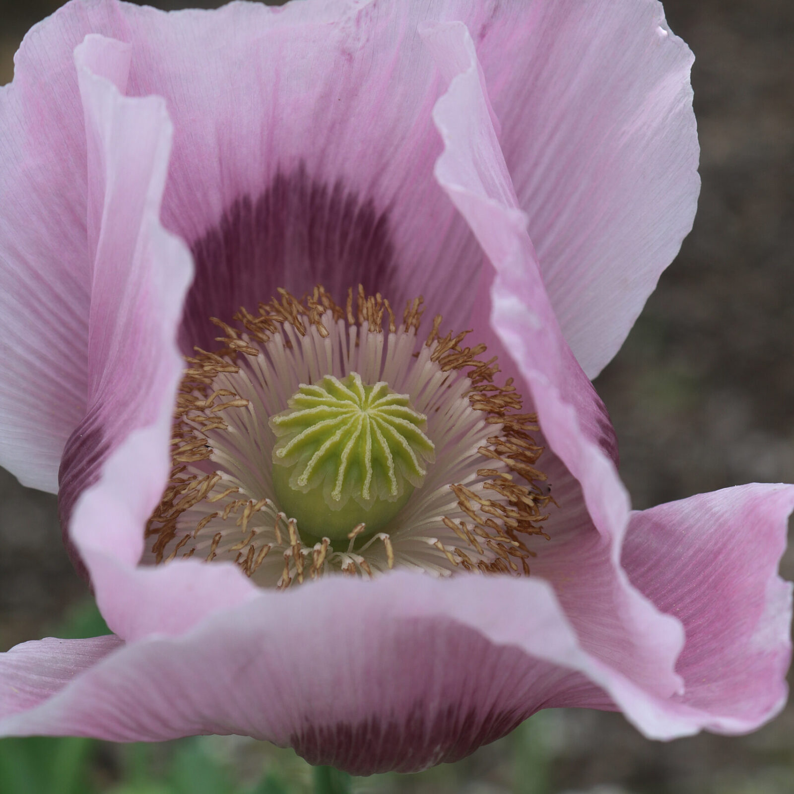 A 'Hutterite Breadseed' poppy flower with four large petals that are light purple on the outside and deep purple near the base, with a green seed pod exposed in the middle