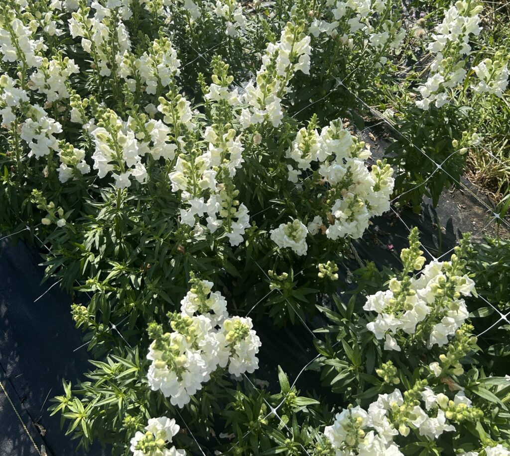 A garden of white snapdragons supported by Hortonova netting