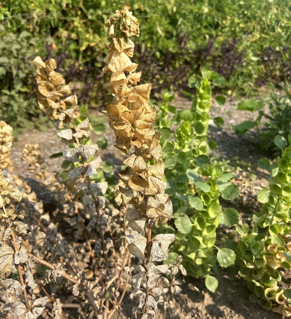 A tall dried bells of Ireland flower with other dried and fresh flowers behind it growing in a garden