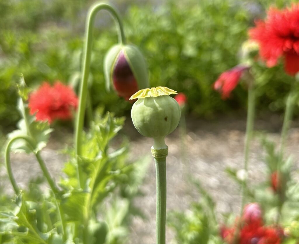 A green 'Chima Family Heirloom' breadseed poppy seed pod with bright pink blooms in the background