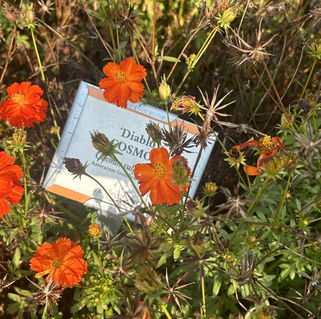 Many orange 'Diablo' cosmos flowers and several dried seed heads