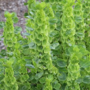 Many tall, upright, green bells of Ireland flowers
