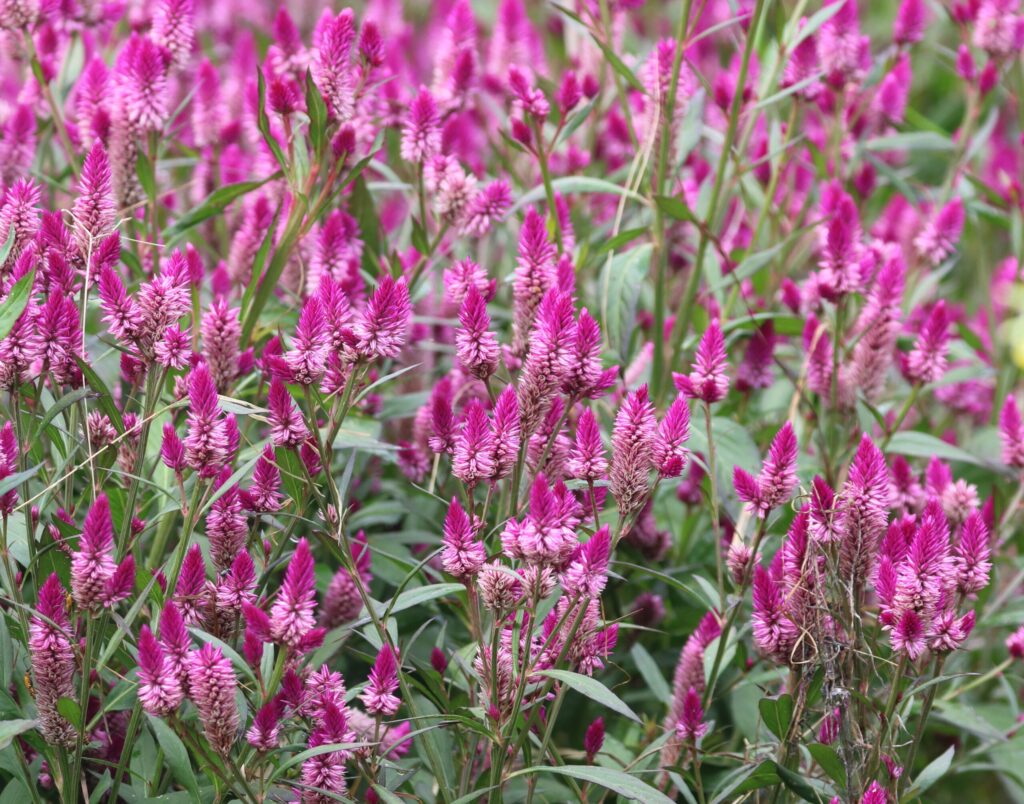Many pink plumed 'Ruby Parfait' celosia flowers
