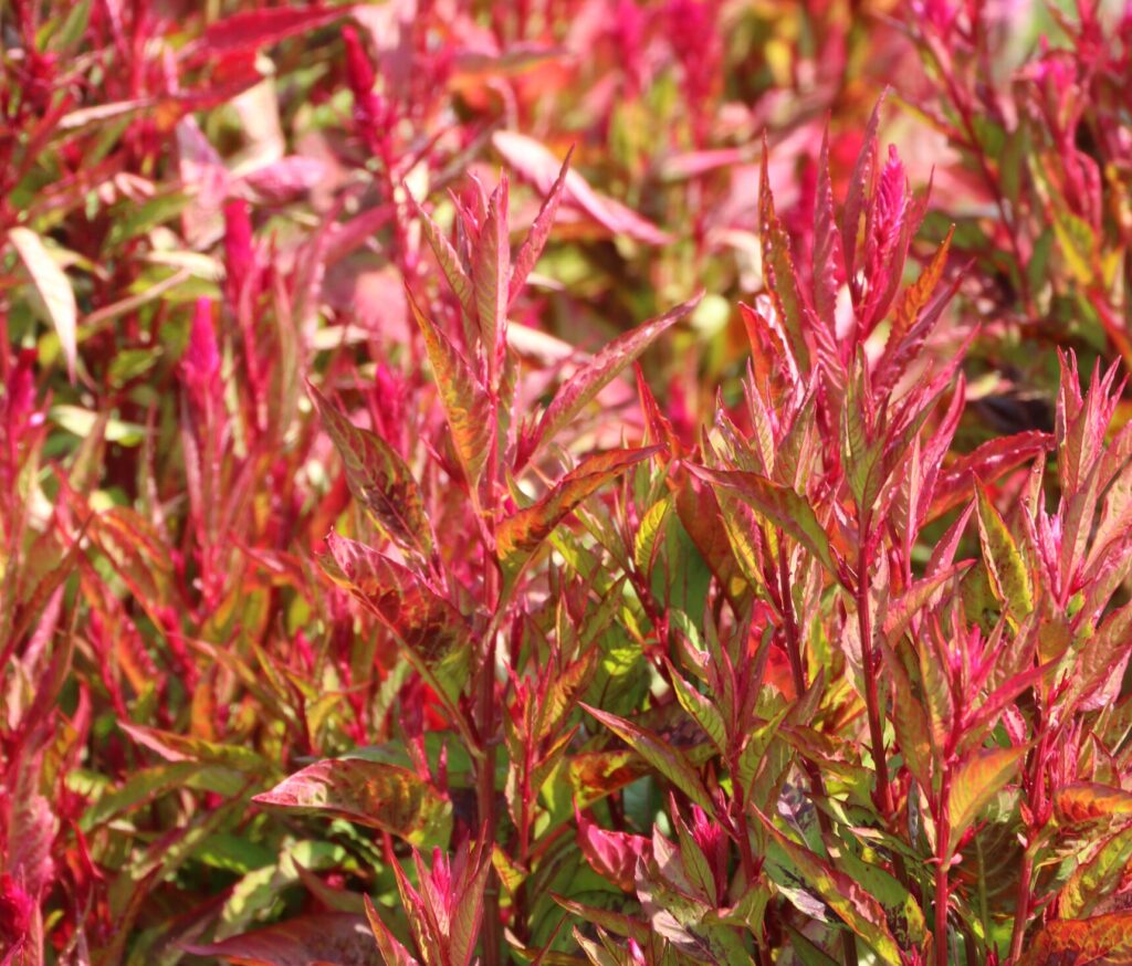 Many bright red 'Himalayan' celosia flowers with red and green leaves