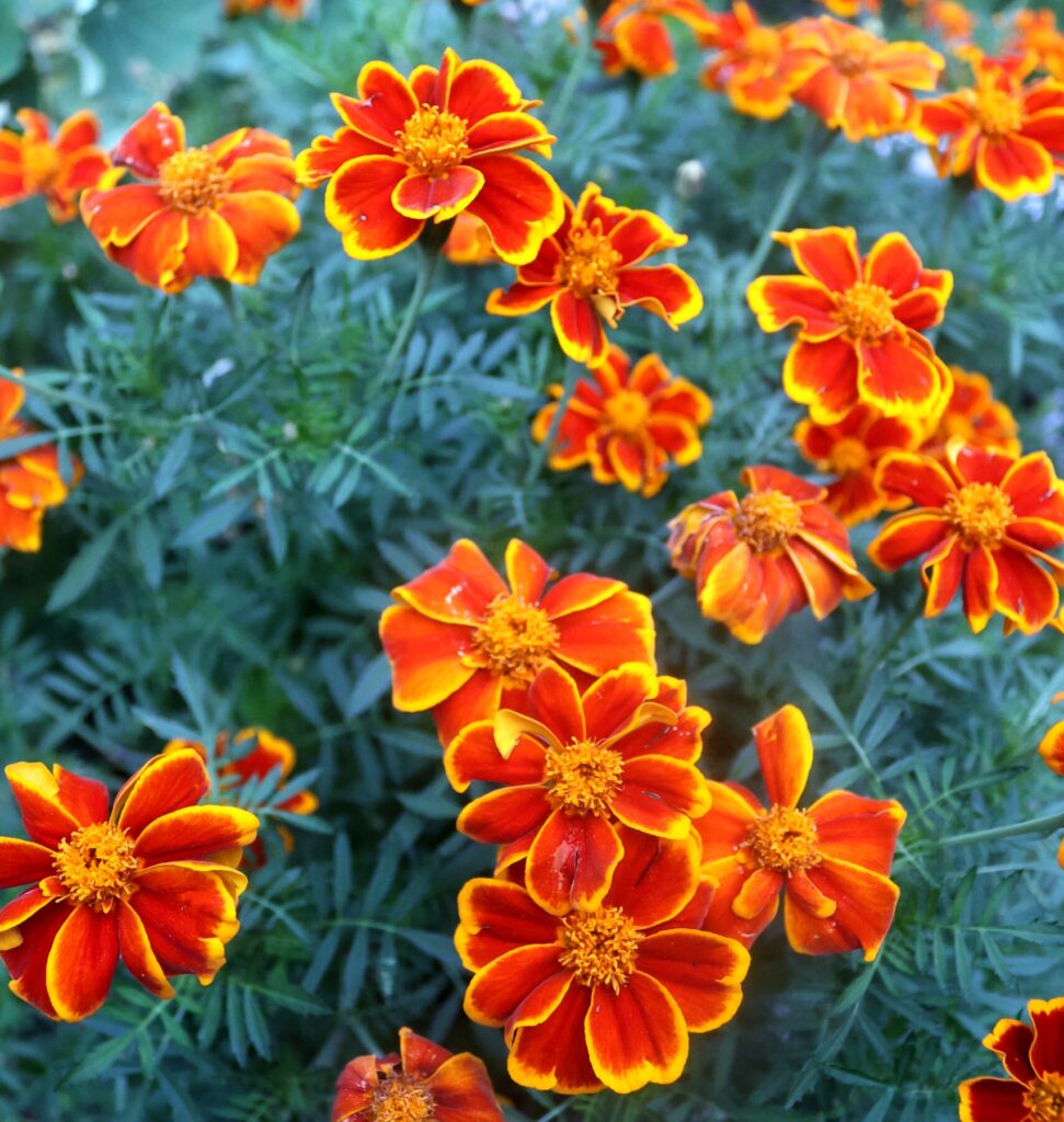 Many 'Red Marietta' marigold blooms in a garden