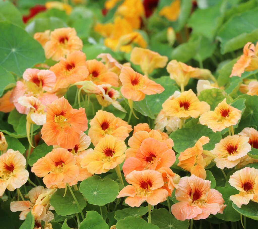 A garden with many 'Tip Top' nasturtium plants with yellow-peach flowers
