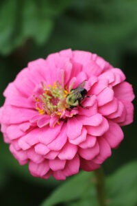 A large pink 'Luminosa' zinnia flower with a bumblebee on it