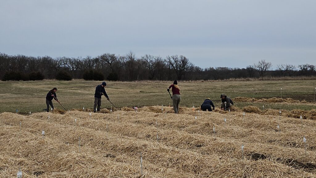 Five people apply straw mulch to a field of garlic