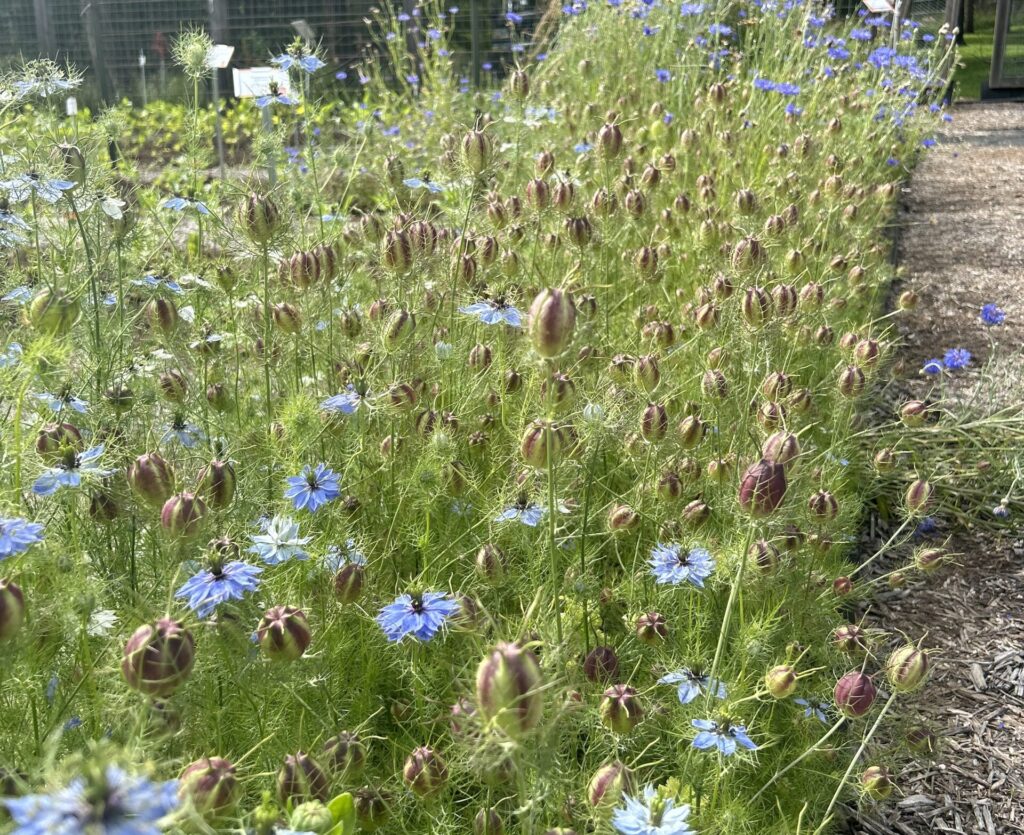 A large patch of blue 'Love-In-a-Mist' flowers and green-purple seed pods