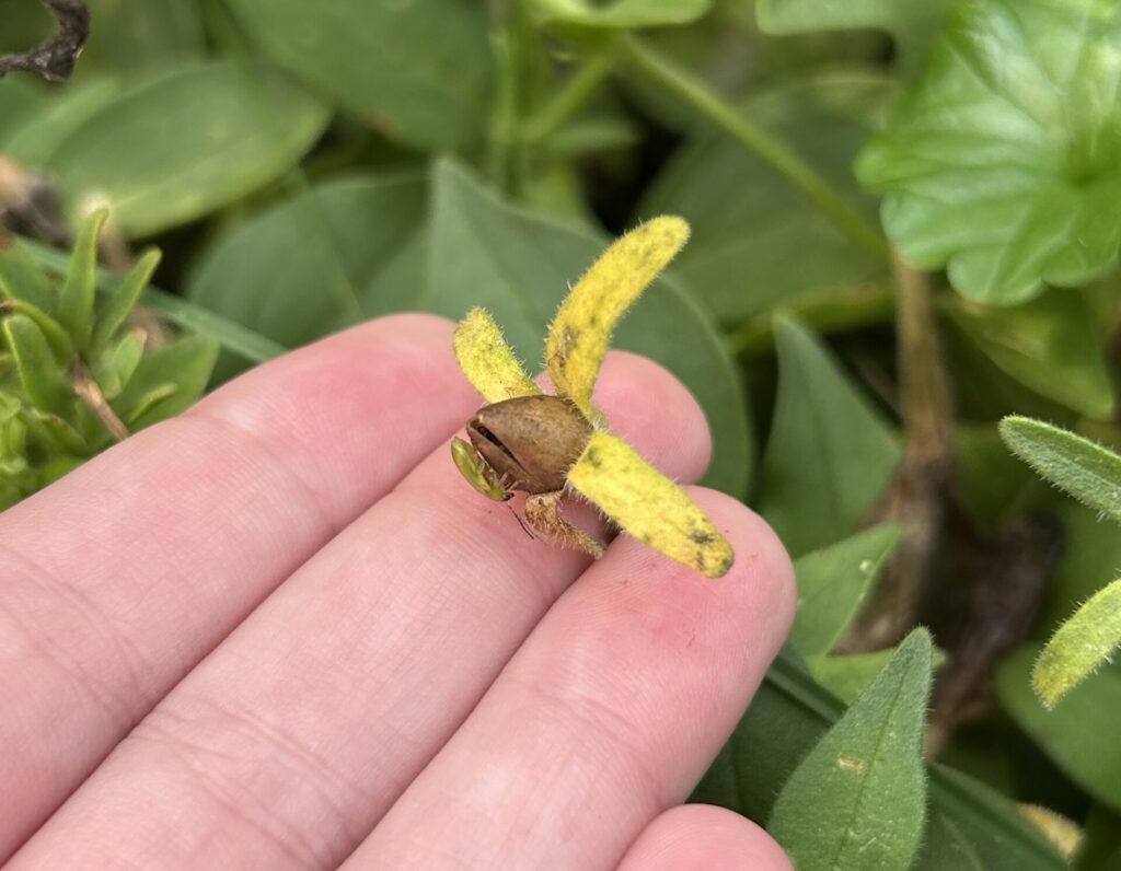 A hand holds a tiny 'Old Fashioned Vining' petunia seed pod