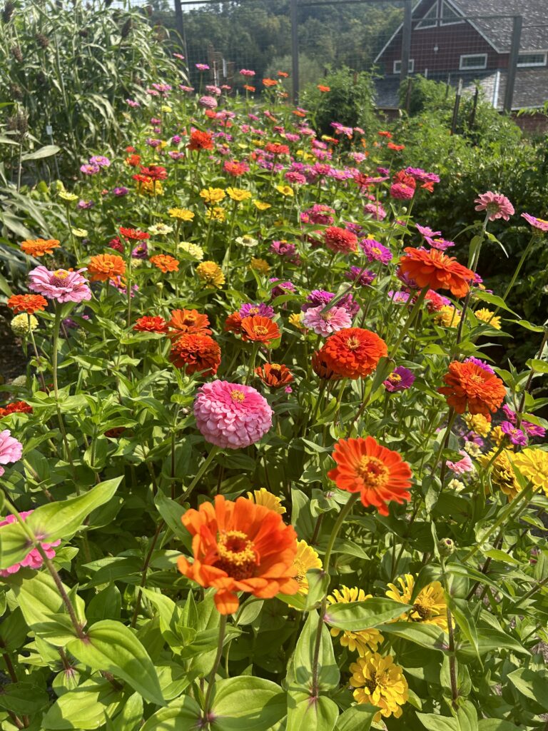 A garden with a long row of colorful zinnia flowers
