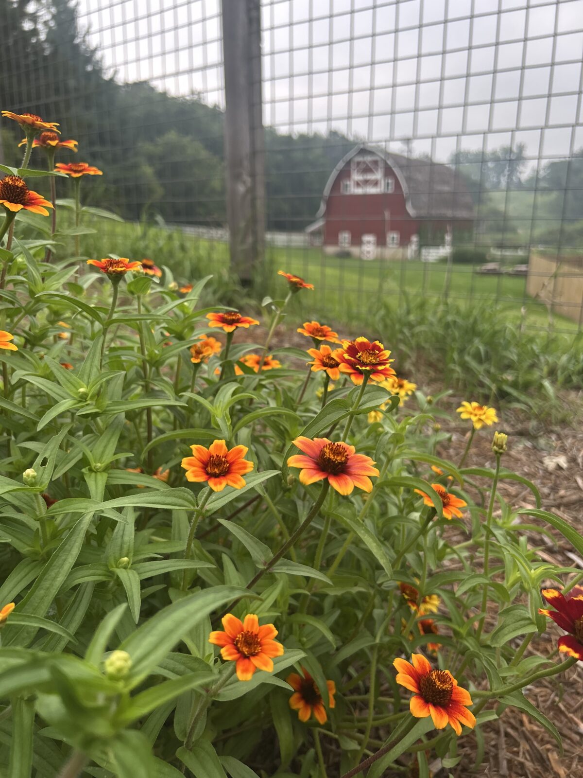 A bed of small variegated 'Persian Carpets' zinnias with a red barn in the distance