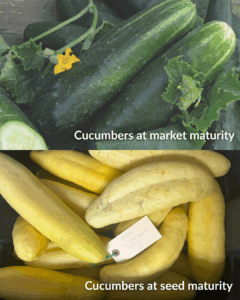 Green, market mature cucumbers and yellow, seed mature cucumbers