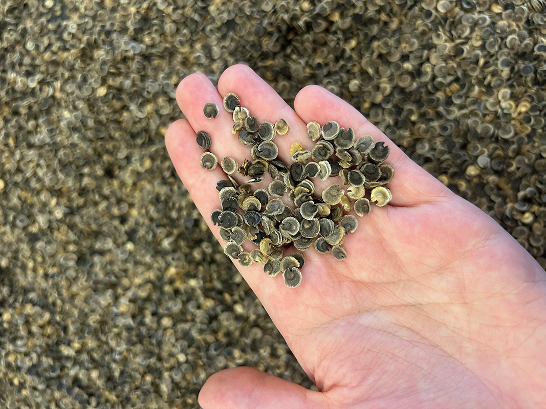 An outstretched hand holding hollyhock seeds over a huge pile of seeds