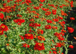 A flower bed of many red 'Gift' zinnia plants