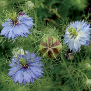 Three blue feathery 'Miss Jekyll' love-in-a-mist flowers and one seed pod