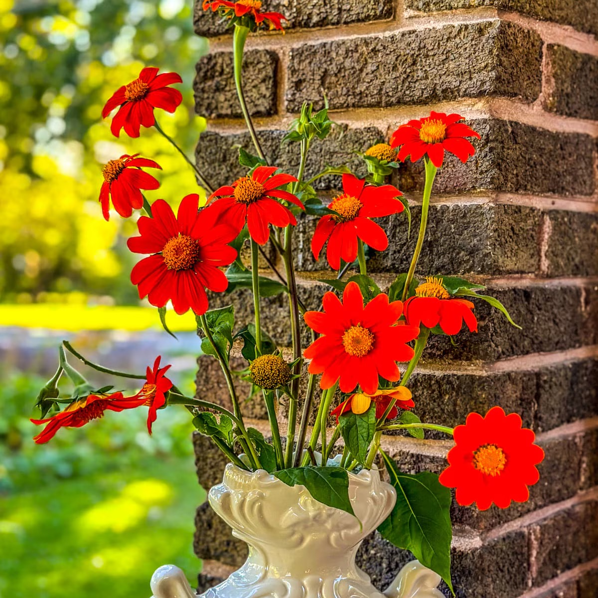 A white vase with long stems of orange torch sunflower flowers