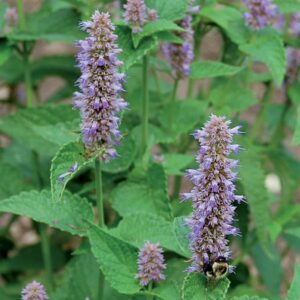 A bed of prairie lavender hyssop flowers
