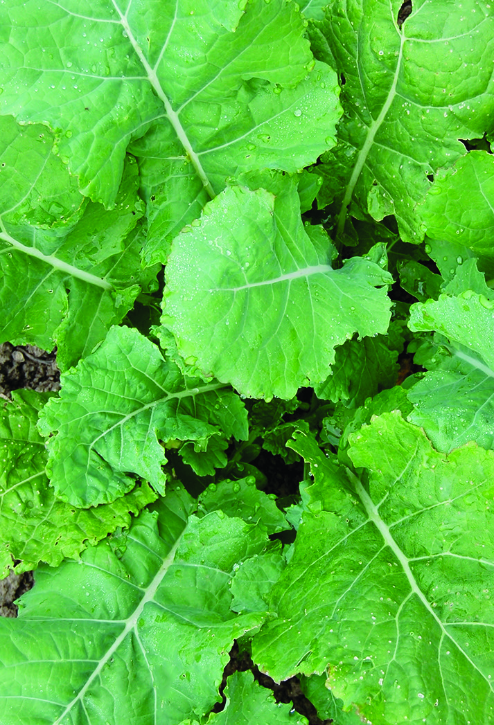 A leafy green 'Georgia Southern' collard plant