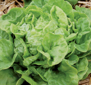 A leafy green butterhead 'Three Heart' lettuce plant