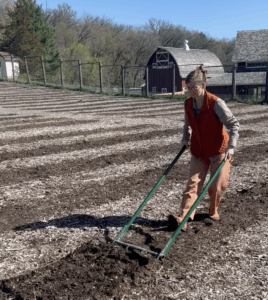 A woman using a broadfork in a garden
