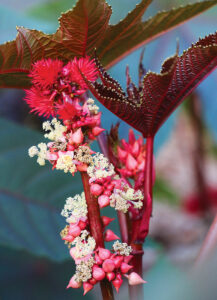 A 'Gibsonii' castor bean plant with large dark leaves and unique pink puffy flowers, white flowers, and little pink seedpods