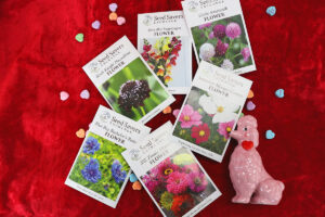 Six flower seed packets in the Classic Blooms collection on red velvet fabric next to a pink poodle figurine and candy hearts