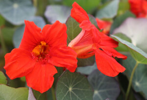 Two red-orange 'Empress of India' nasturtium flowers