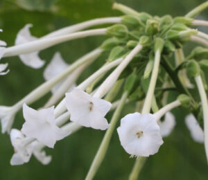 A night-scented tobacco plant with many long white trumpet-shaped flowers