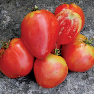 Five large red Hungarian Heart tomatoes with splashes of yellow clustered on a rock