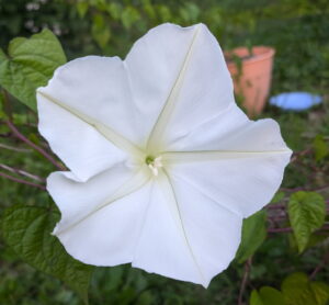 A large white moonflower bloom
