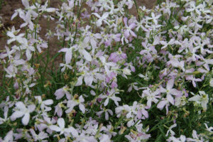 A flower bed of dainty white and pink night-scented stock flowers in the evening