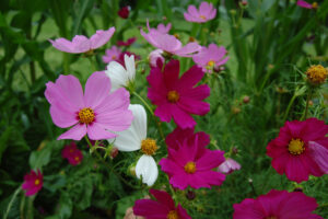 A flower bed with dark pink, light pink, and white cosmos from the 'Sensation' cosmos mix
