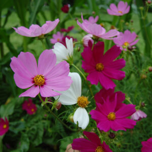 A flower bed with dark pink, light pink, and white 'Sensation Mix' cosmos