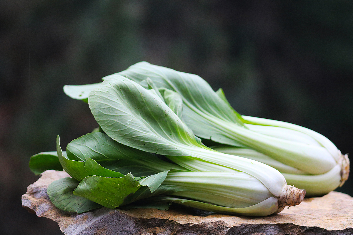 Two leafy Shanghai Pac Choy laying on a smooth rock