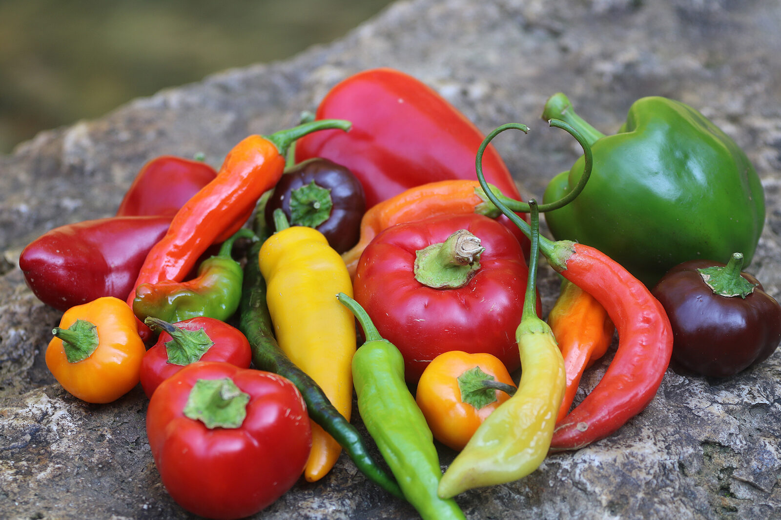 A bunch of different colors and sizes of peppers on a large rock
