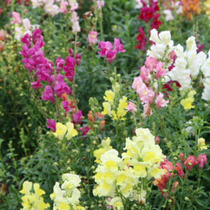 A flower bed of many different colors of snapdragons from the 'Tetra' snapdragon mix