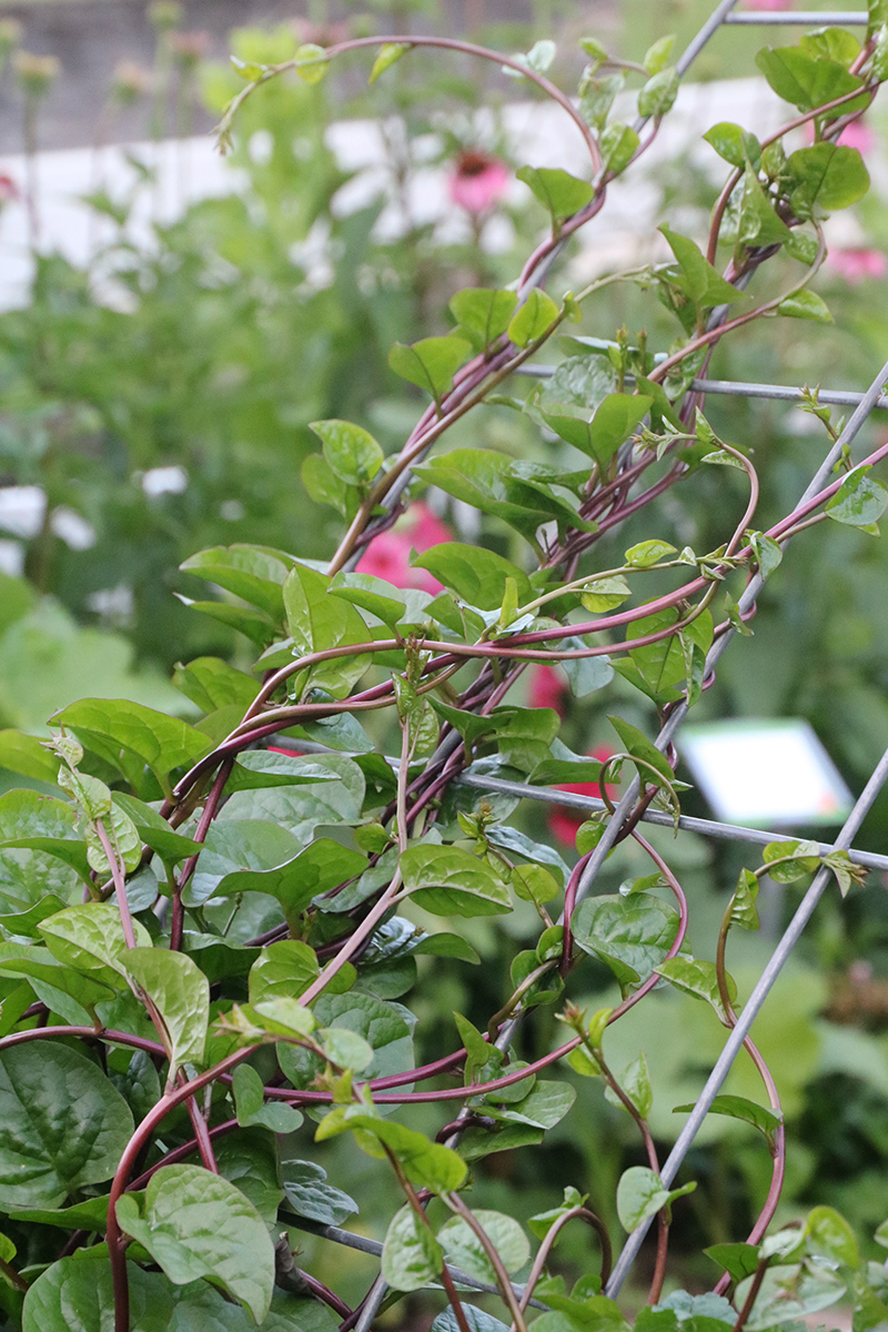 Red malabar vines with green leaves climbing up a wire trellis