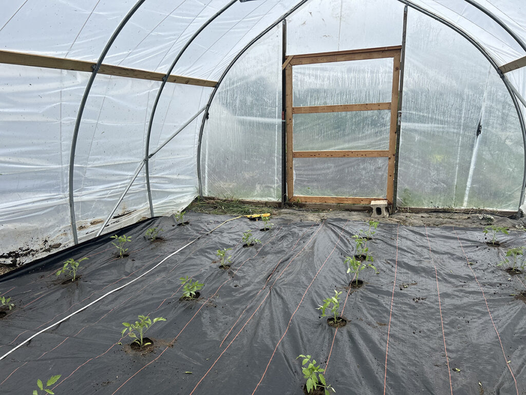 Rows of young tomato plants planted in landscape fabric in a tunnel