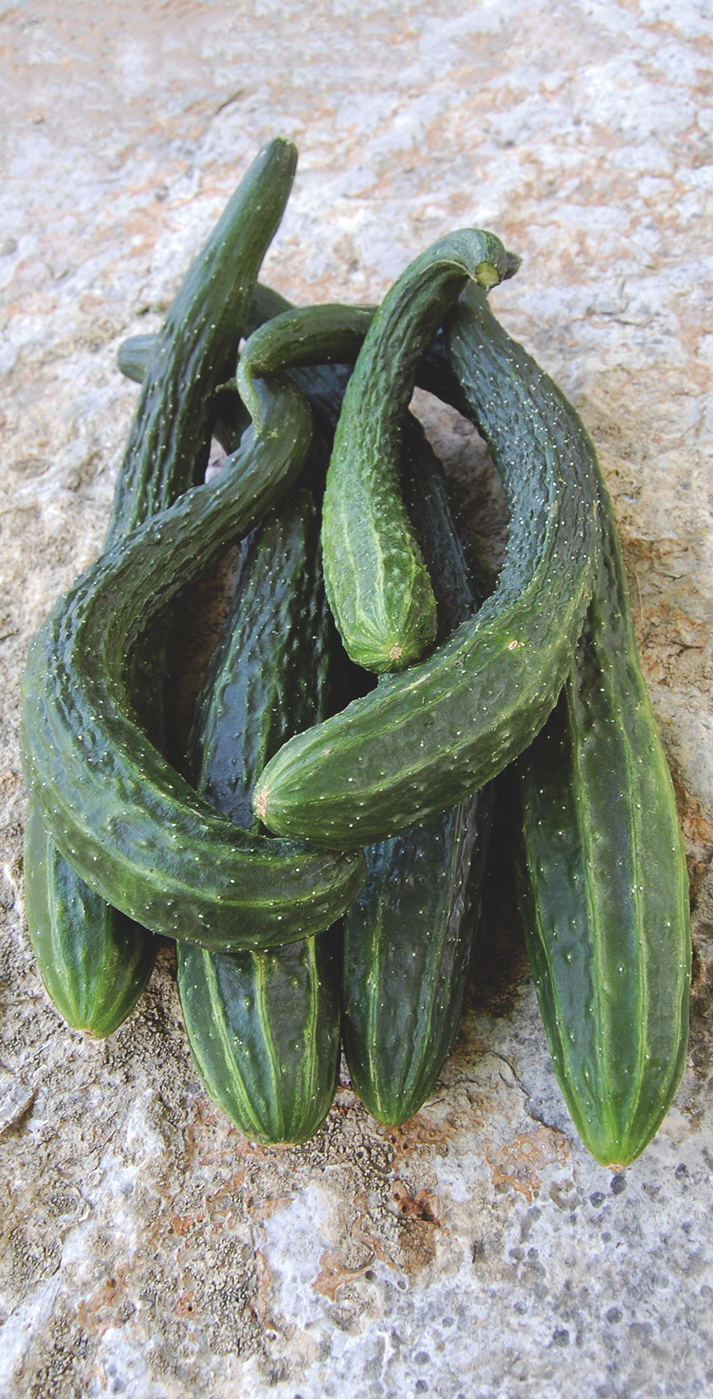 A group of long green 'Suyo Long' cucumbers on a countertop