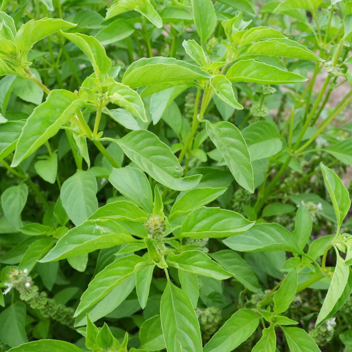 Leafy green 'Lime' basil plants