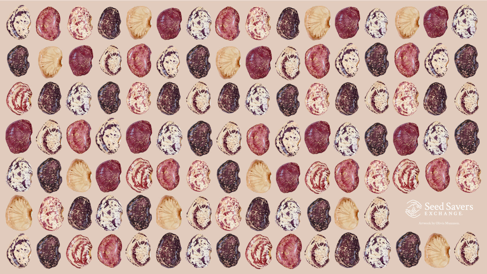 Repeating watercolor pattern of lima beans in shades of cream, burgundy, plum, and speckled purple on a warm beige background, featuring the ‘Phebe Vinson Heirloom’ variety.