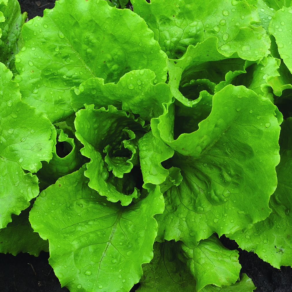 A leafy green head of 'Webb's Wonderful' lettuce