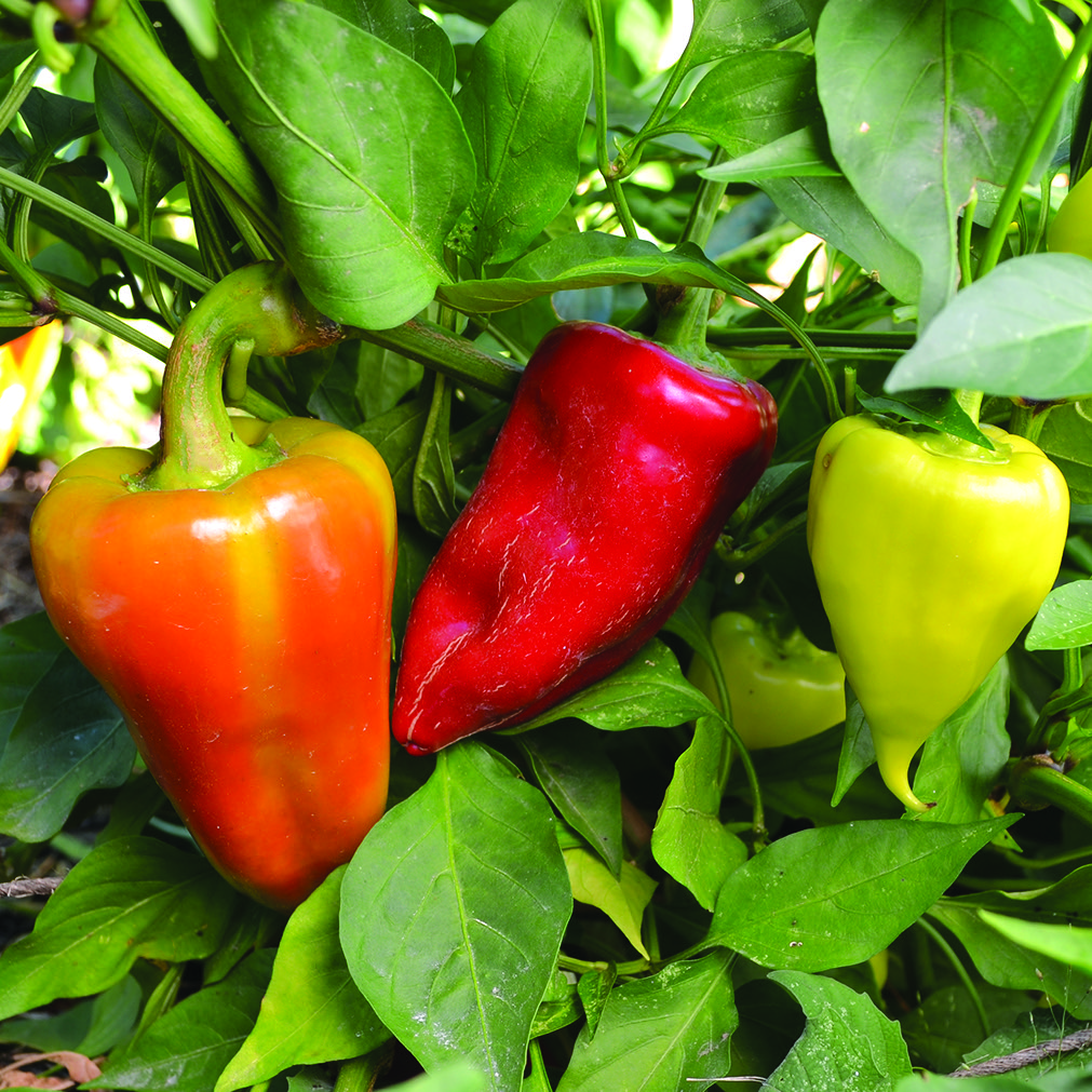 Three 'Healthy' peppers hanging from the plant, ranging from yellow to orange to red.