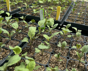 Greenhouse trays with young collard seedlings