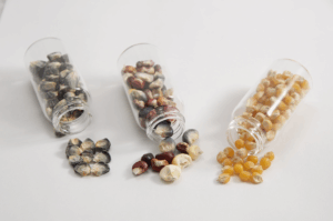 Three vials of colorful corn seeds