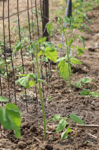 A row of transplants in the ground growing next to a cattle panel trellis