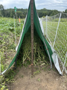 A tent made out of a tarp, string, and t-posts covering Asian green plants with seeds in a garden