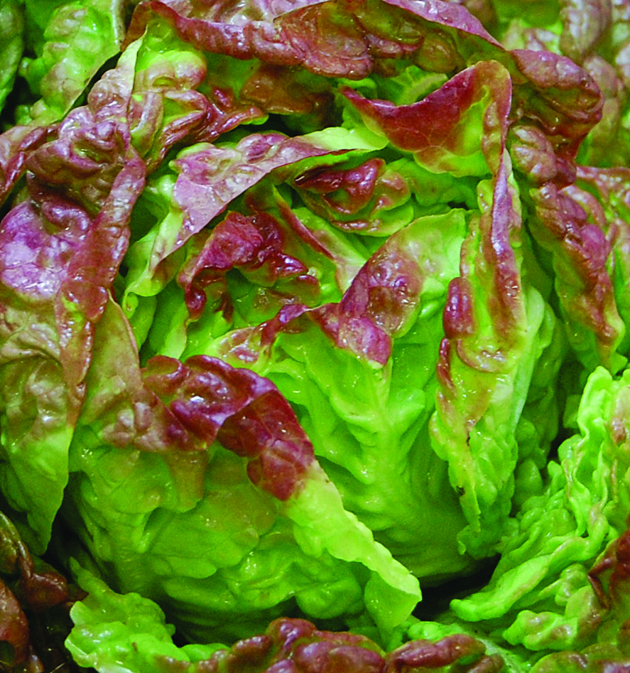 A head of 'Merveille des Quatre Saisons' lettuce that is green with a red tinge on the ends of the leaves
